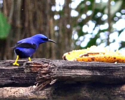 Colibri, Ciudad Perdida
